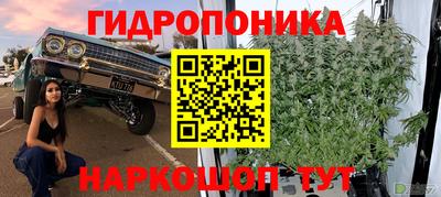 твердый Кингисепп